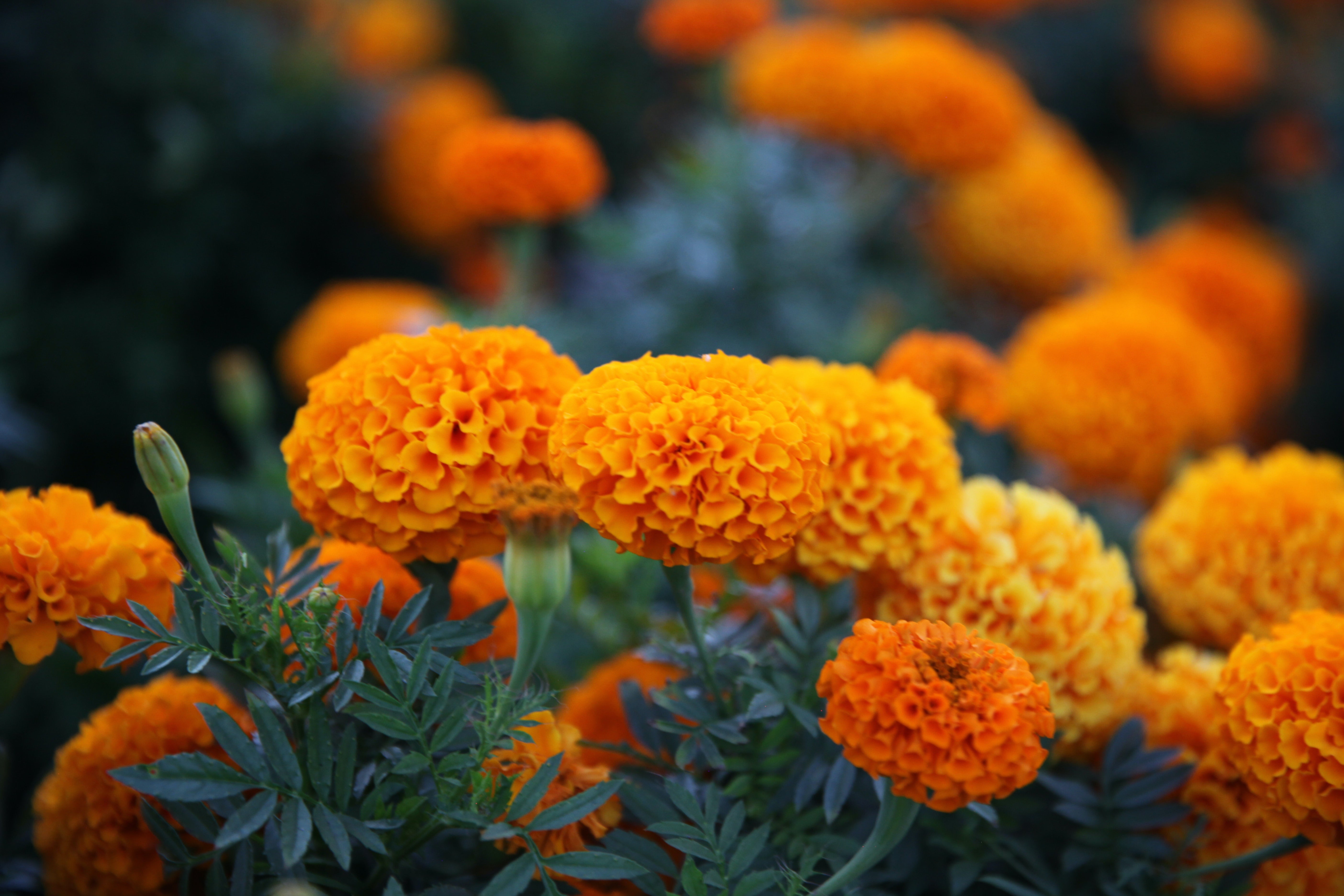 Orange marigold's in flower