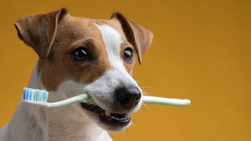 Jack Russell dog holds human toothbrush in its mouth