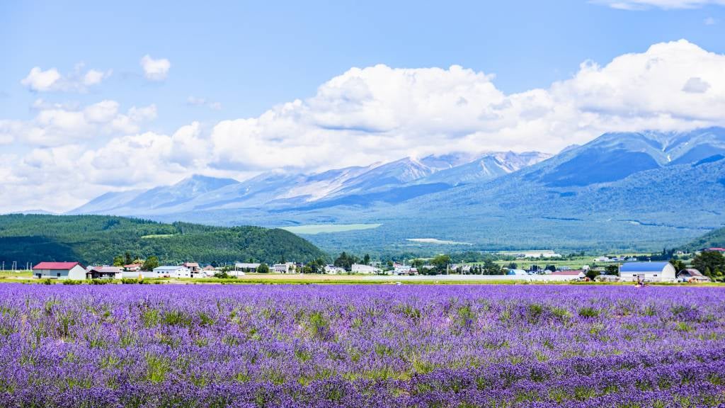 Scenic landscape of Lavender Field in summer Hokkaido, Japan