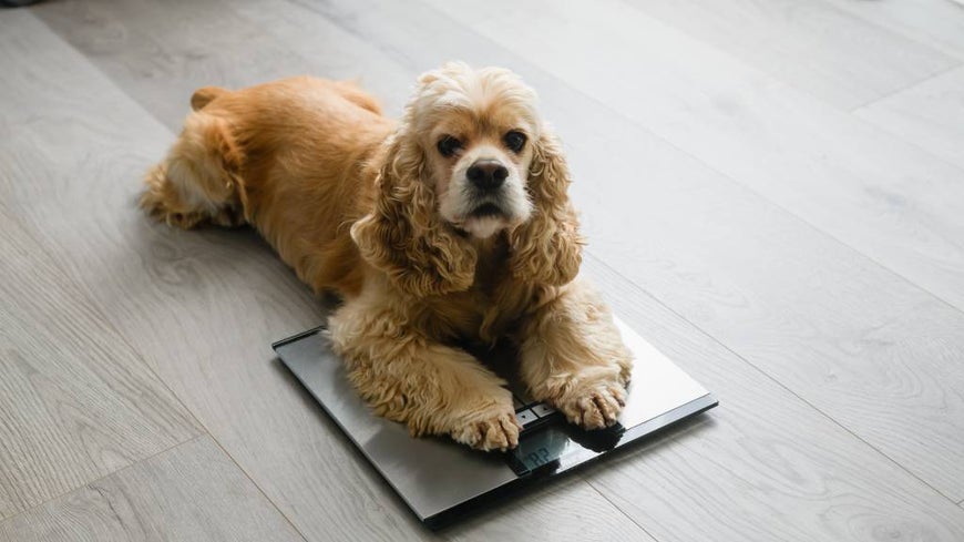 Light-coloured poodle-cross breed sits on human scale. 