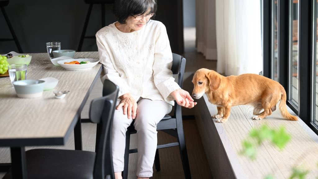 Senior woman and dachshund dog at home near kitchen table.