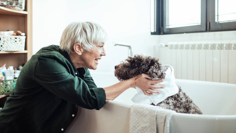Mature woman washes fluffy dog in bath with a bath towel.