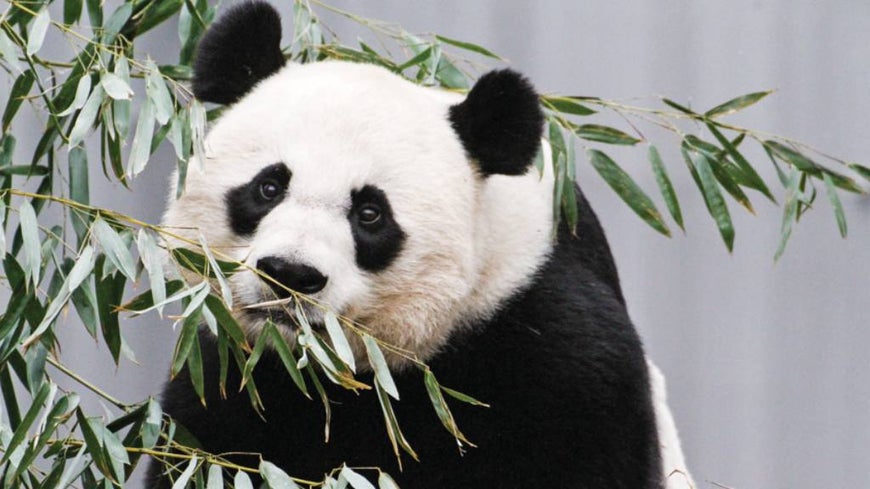 Giant panda Mei Xiang eating leaves 