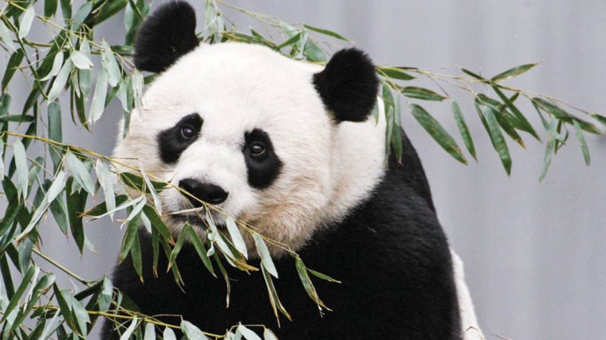 Giant panda Mei Xiang eating leaves
