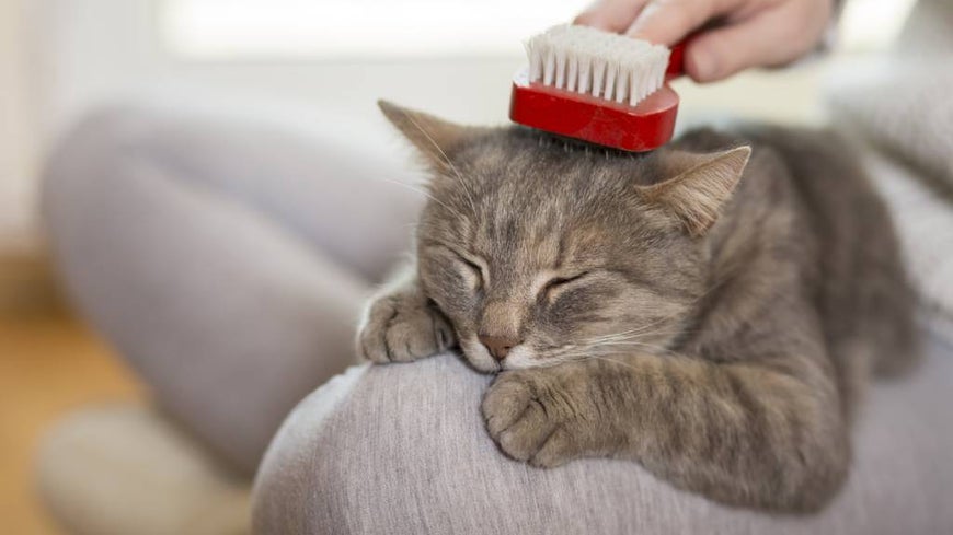 cat being groomed by senior 
