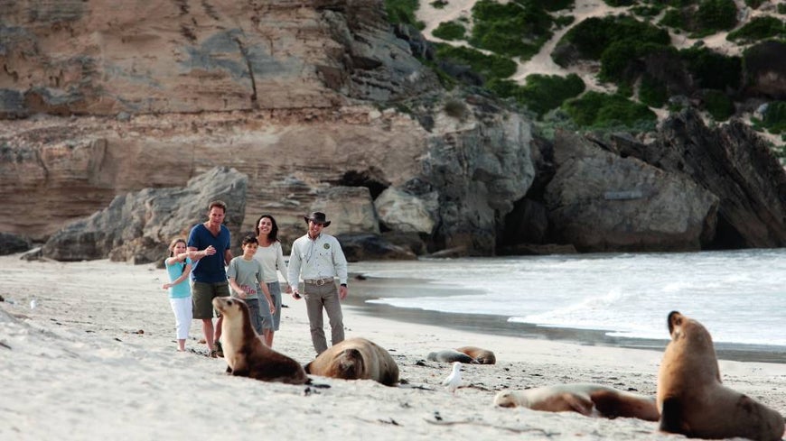 family on beach with seals
