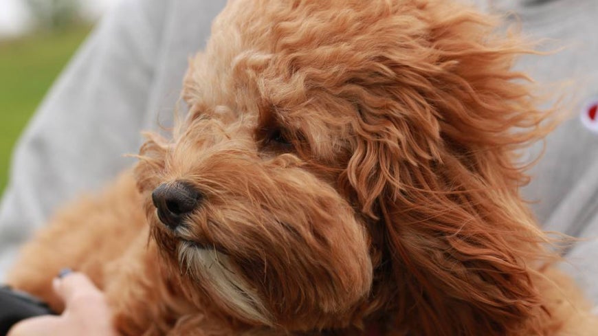 Cavoodle dog in caramel colour