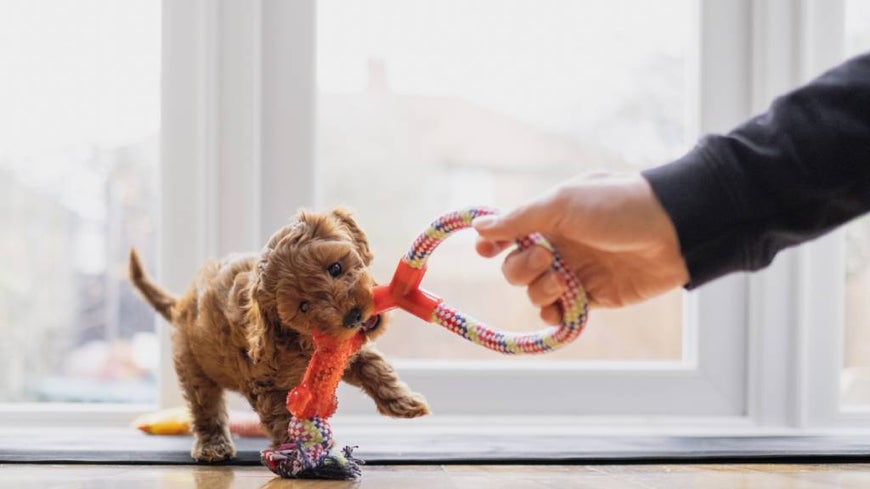 Cavoodle puppy playing with toy and owner inside.