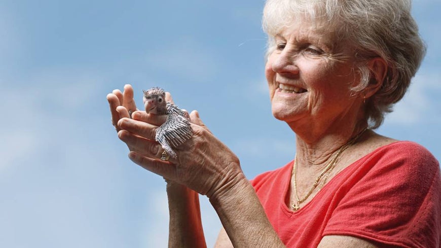 Volunteer Dianna hold a baby bird in her hands