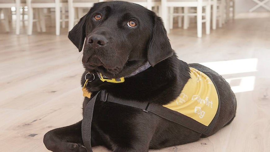 Womble the funeral comfort dog wearing yellow harness