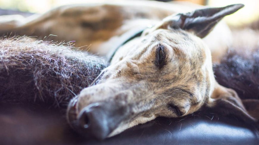 Greyhound sleeping on a leather couch 