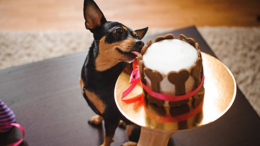 Pampered dog is served a doggie birthday cake. 