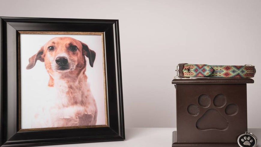 Urn with a puppy print, on it, a colourful leash, next to it a photograph of the puppy