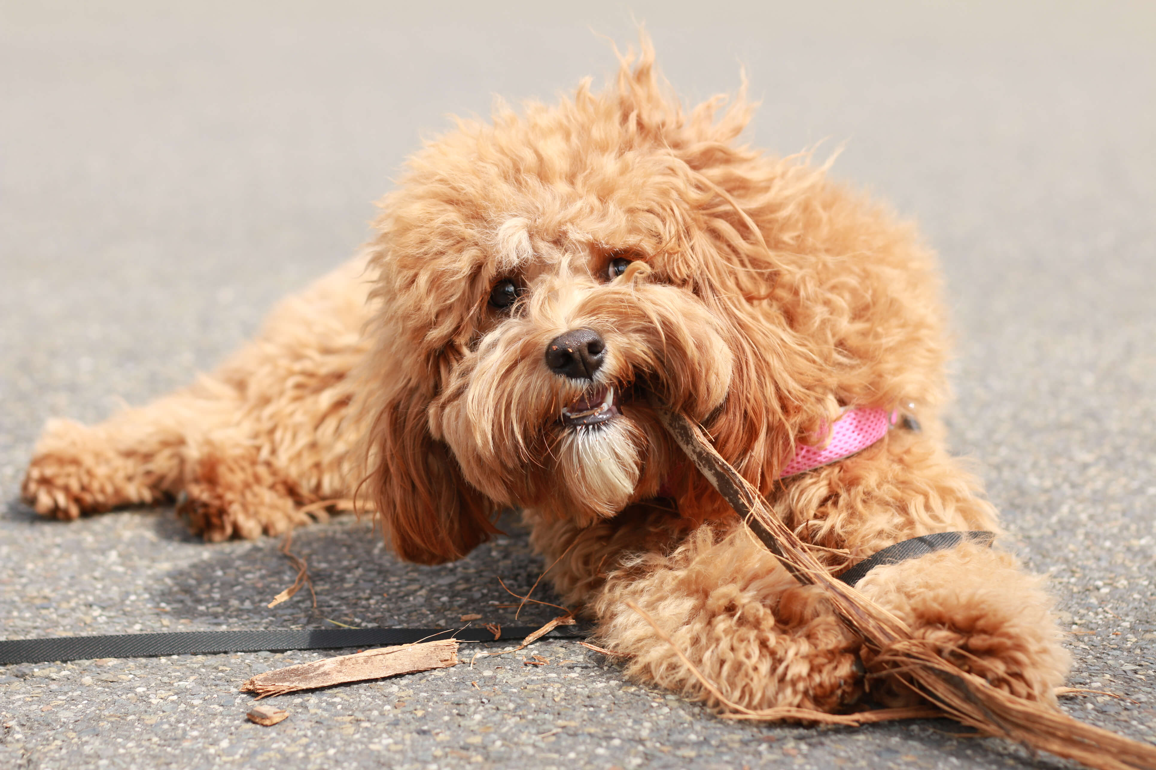 Cavoodle | Breed Profile, Traits & Personality | PetCulture