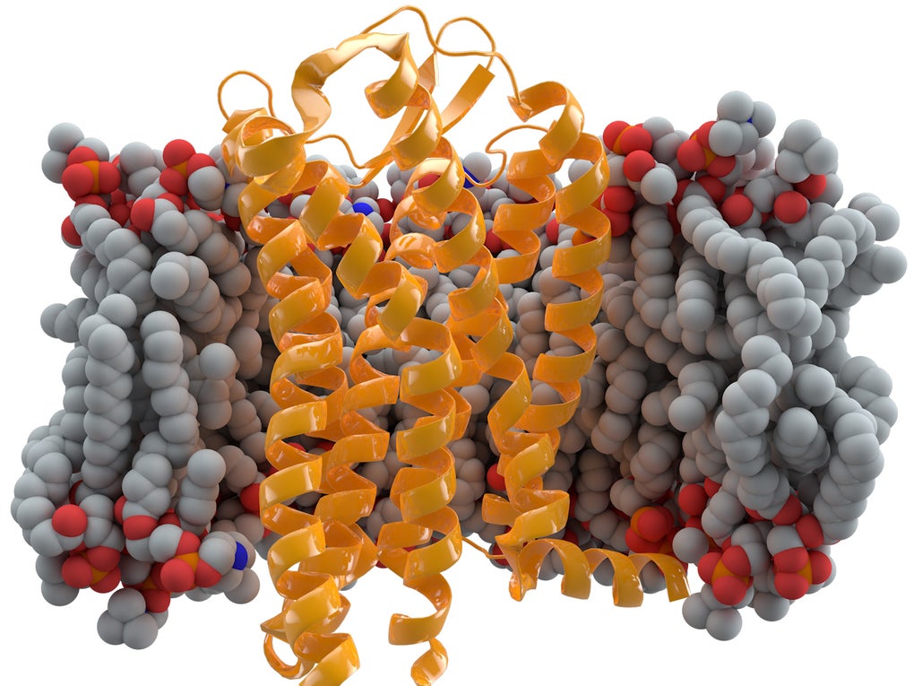CCR5 Receptor CCR5 Receptor