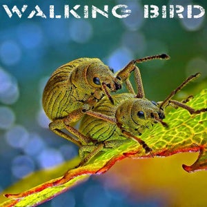 Artwork for track: Mountain High by Walking Bird