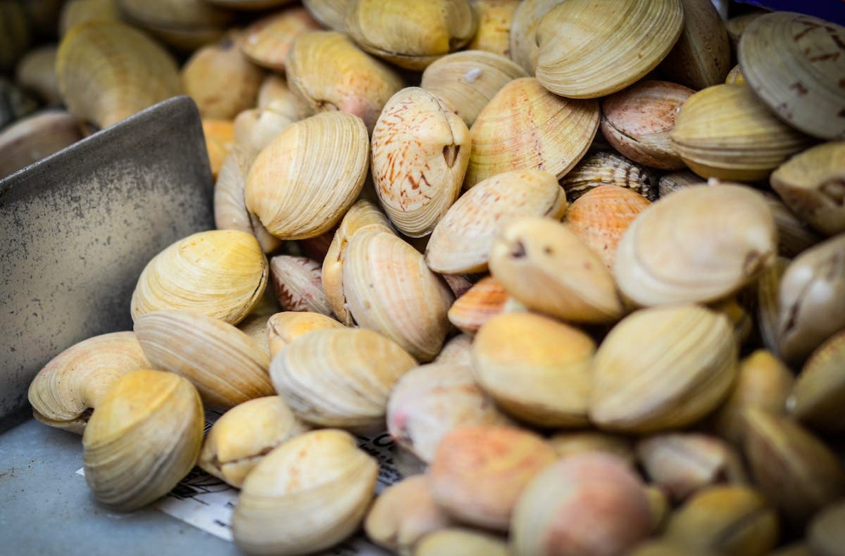 Fresh clams for sale at the market