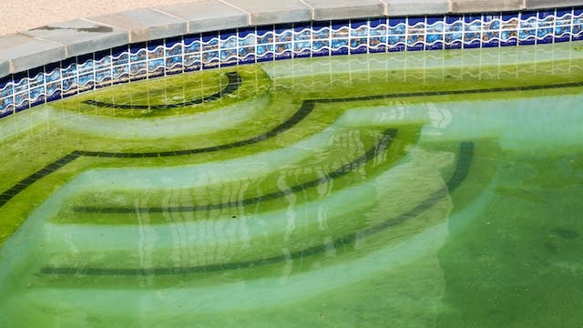 Slimey green pool water 