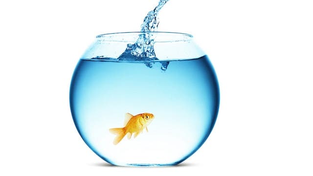 Gold fish in a fishbowl with clean water 