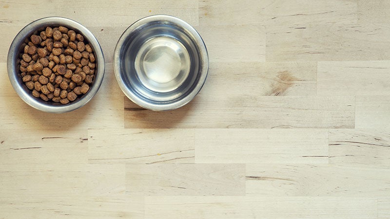 Food and water bowls for a pet