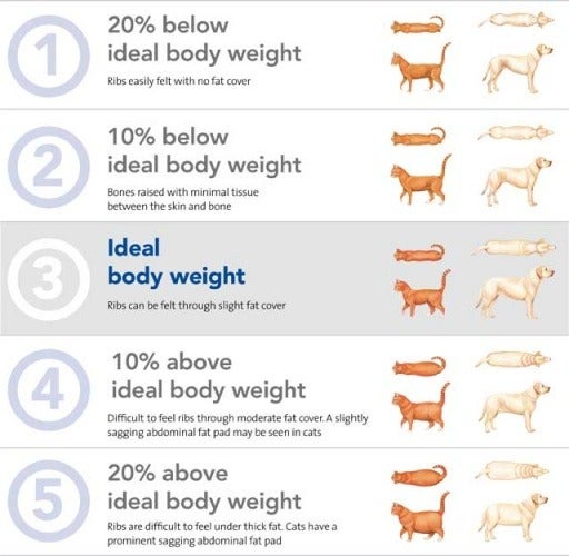 Pet body weight percentage