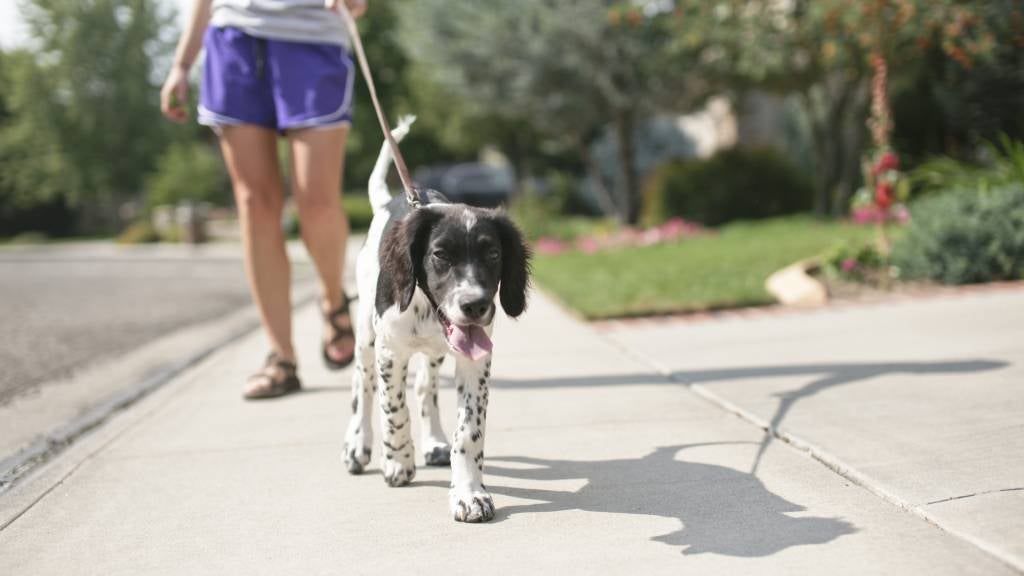 Woman in shorts walks spotty black and white puppy.