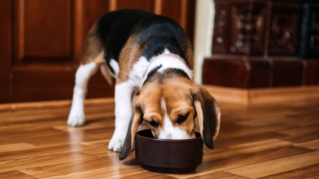 Dog eating from dog food bowl.