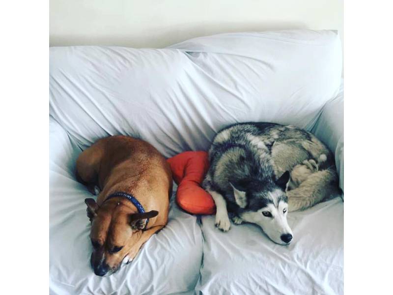 Rose and Sasha the Husky