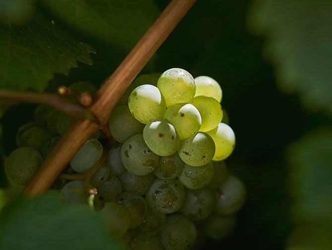 Riesling wine grapes