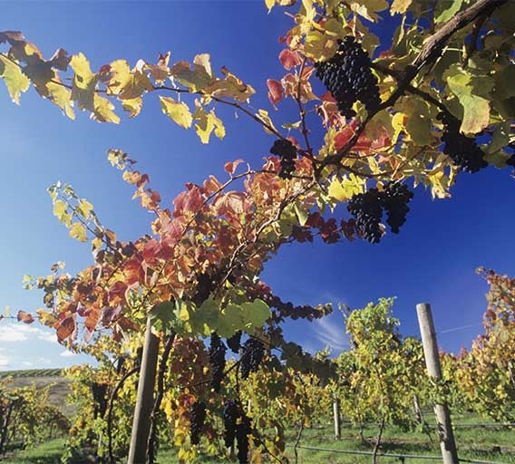 Yarra Valley vines