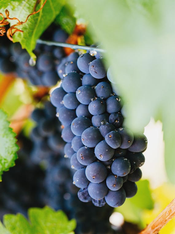 Pinot Noir grapes hanging off a vine