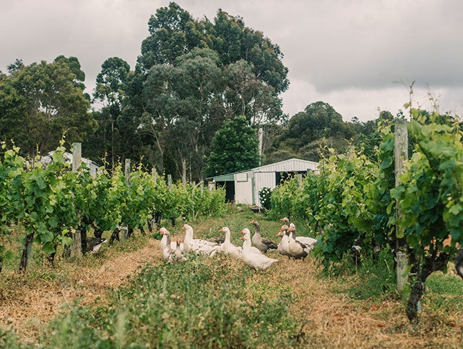 Geese in vineyard