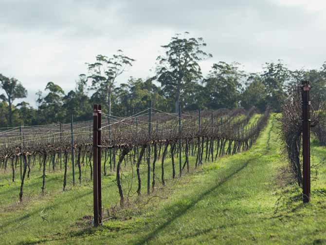 Manjimup vineyard