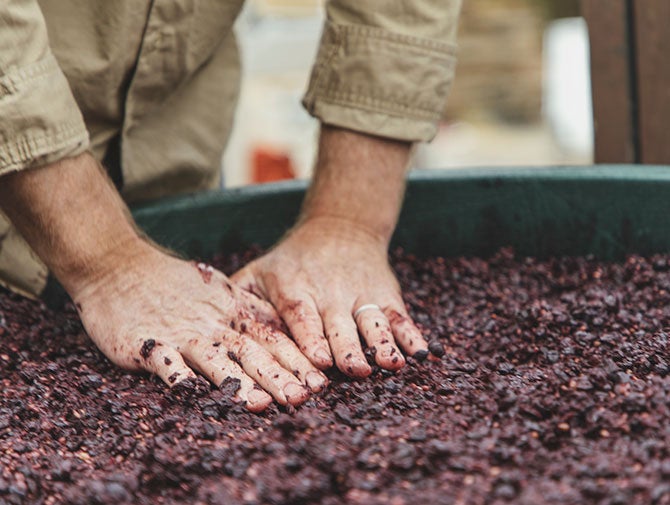 Dudley Brown pressing red wine grapes with hands