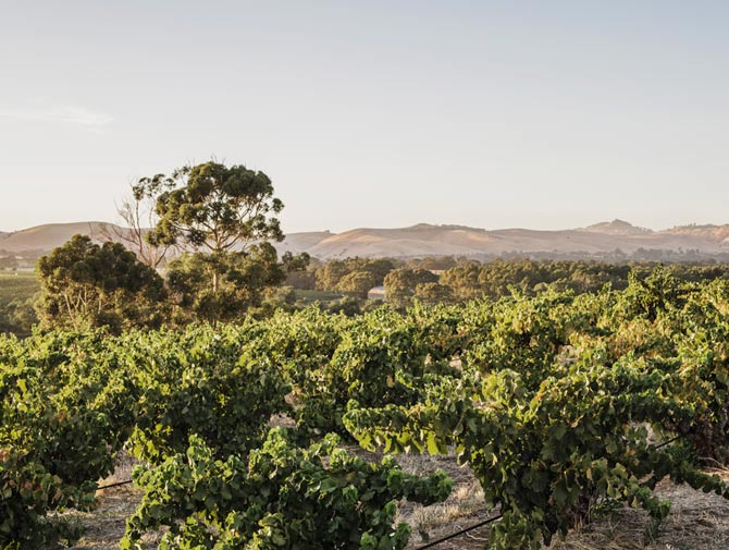 Barossa Valley vineyard with hills