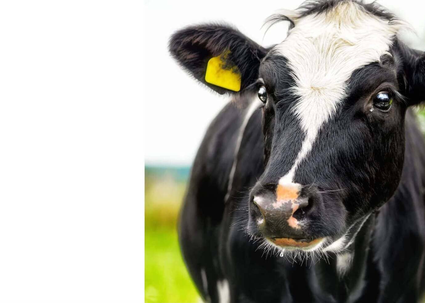 How We Find Cows That Only Produce the High-Quality A2 Protein