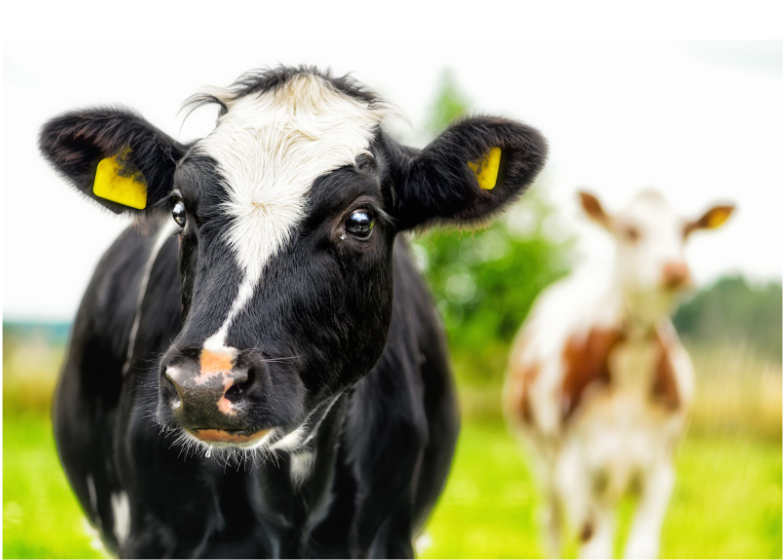 Does a cow's diet affect the milk?
