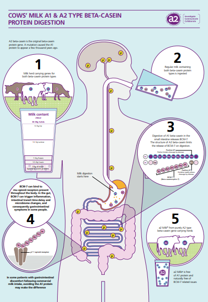 Cow's milk A1 and A2 type beta-casein protein digestion infographic