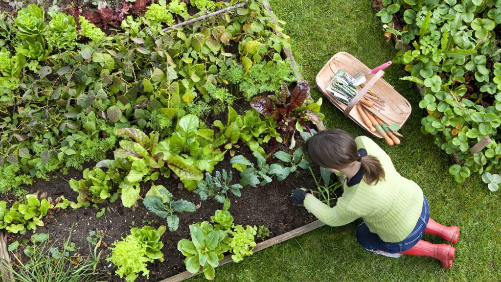 woman planting crops in backyard