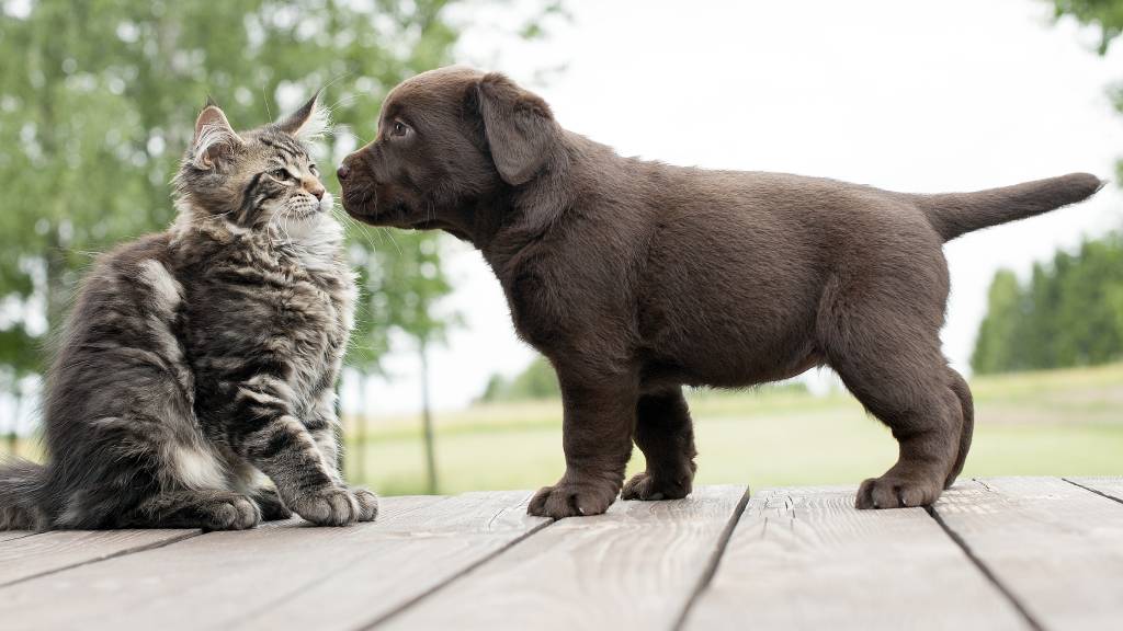 young puppy meeting cat