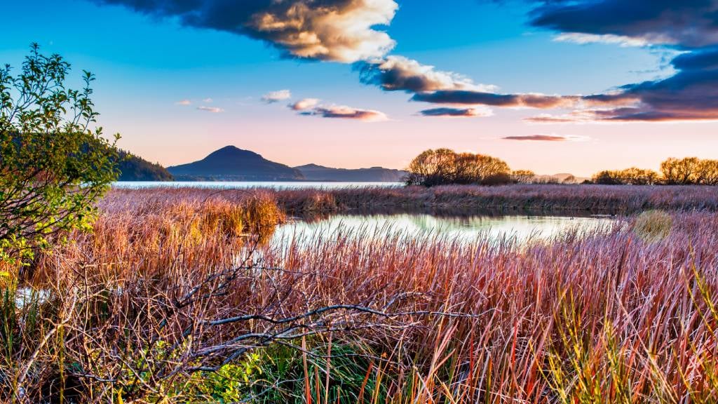 Sunrise sky above the beautiful colours of the Taopo lake side grasses and reeds in the inlet at Waihi Village Turangi 