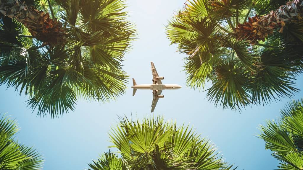 looking up at plane and palm trees in the sky
