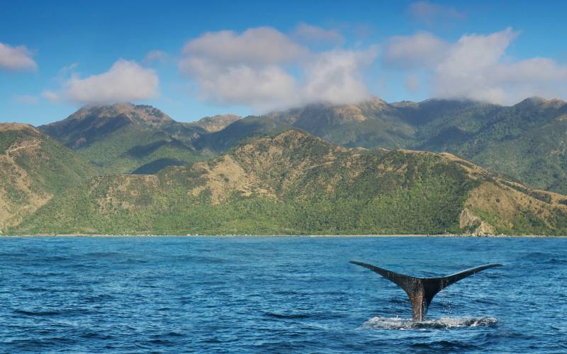 Whale watching in Kaikoura 