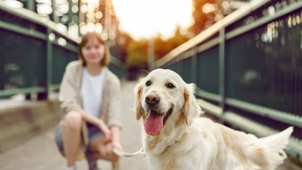 Young woman and happy Labrador at a shelter