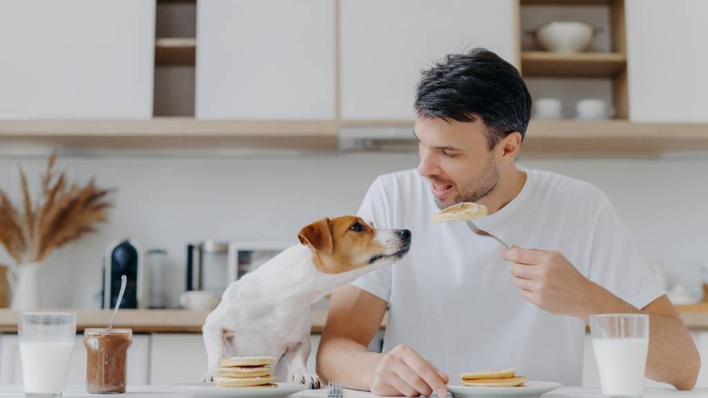 A dog leans over to a man sitting at a dining table eating pancakes