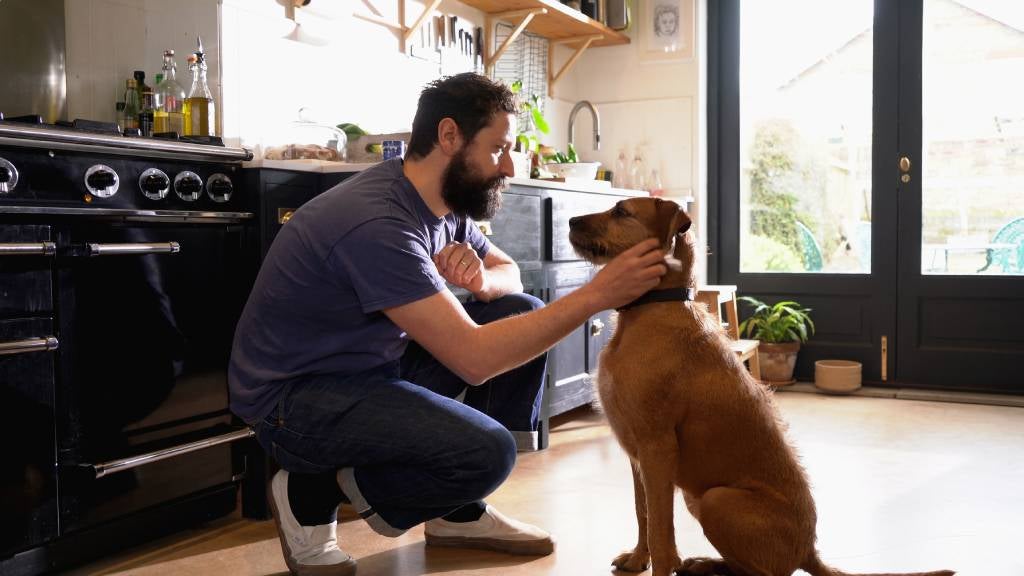 Pet owner patting dog in the kitchen 