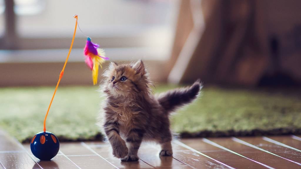 Fluffy brown kitten with blue eyes plays with a feather toy