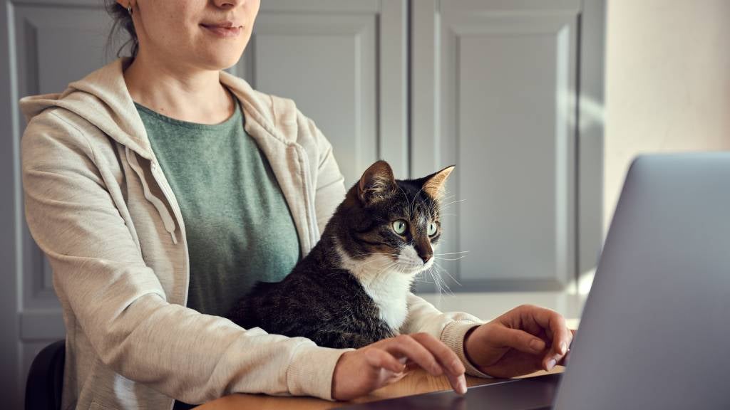 Young woman sitting in front of a laptop with her cat on her lap