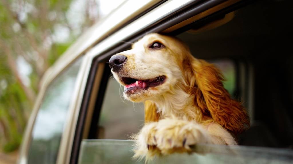 Dog with it's head looking out the car window.