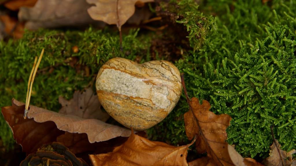 Heart shaped rock on bed of leaves 